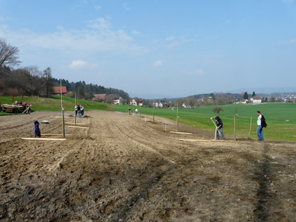 Bild zu Hochstamm-ObstbÃ¤ume - Neupflanzung