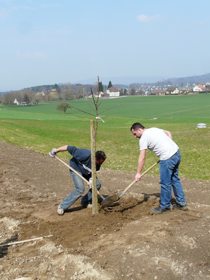 Bild zu Hochstamm-ObstbÃ¤ume - Neupflanzung