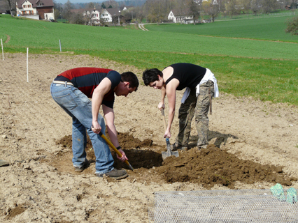 Bild zu Hochstamm-ObstbÃ¤ume - Neupflanzung