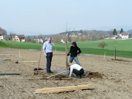 Bild zu Hochstamm-ObstbÃ¤ume - Neupflanzung