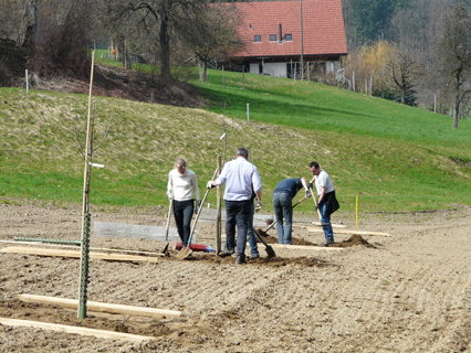 Bild zu Hochstamm-ObstbÃ¤ume - Neupflanzung