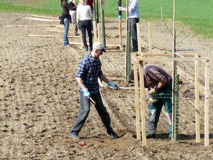Bild zu Hochstamm-ObstbÃ¤ume - Neupflanzung