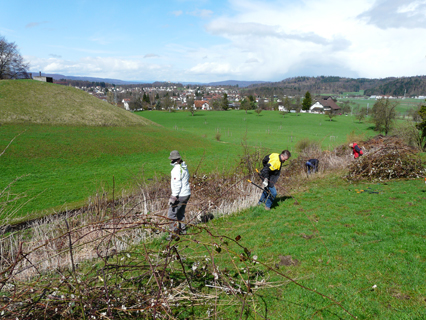 Bild zu Hecken - Pflege