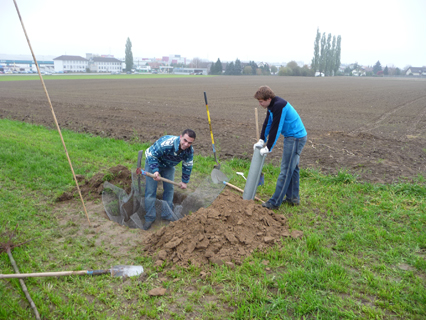 Bild zu Hochstamm-ObstbÃ¤ume - Neupflanzung