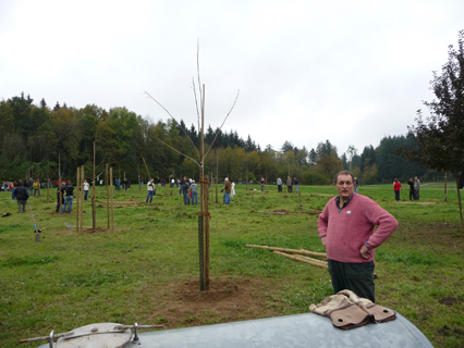 Bild zu Hochstamm-ObstbÃ¤ume - Neupflanzung
