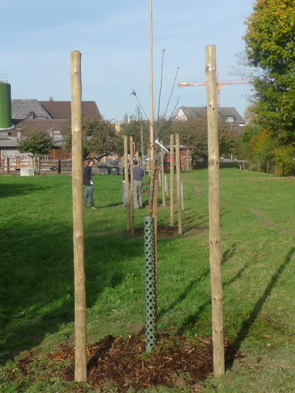 Bild zu Hochstamm-ObstbÃ¤ume - Neupflanzung