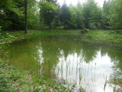 Bild zu Weiher, TÃ¼mpel â Neuanlage