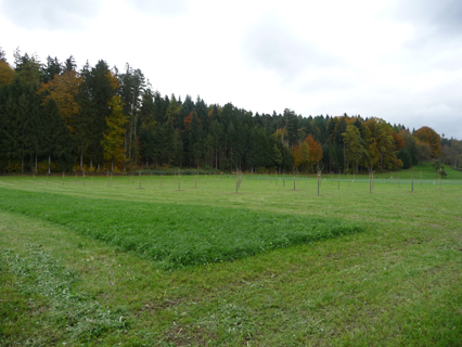 Bild zu Hochstamm-ObstbÃ¤ume - Neupflanzung