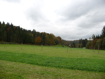Bild zu Hochstamm-ObstbÃ¤ume - Neupflanzung