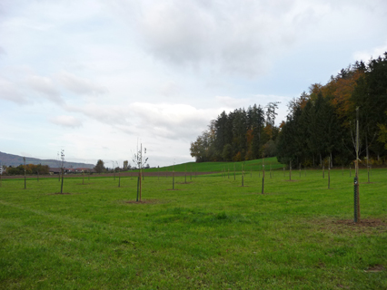 Bild zu Hochstamm-ObstbÃ¤ume - Neupflanzung