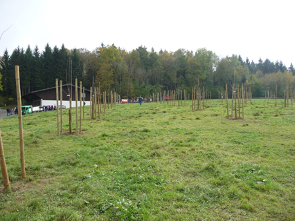 Bild zu Hochstamm-ObstbÃ¤ume - Neupflanzung