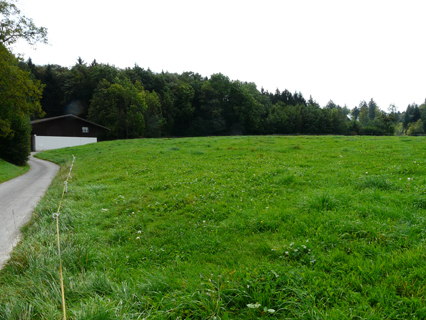 Bild zu Hochstamm-ObstbÃ¤ume - Neupflanzung